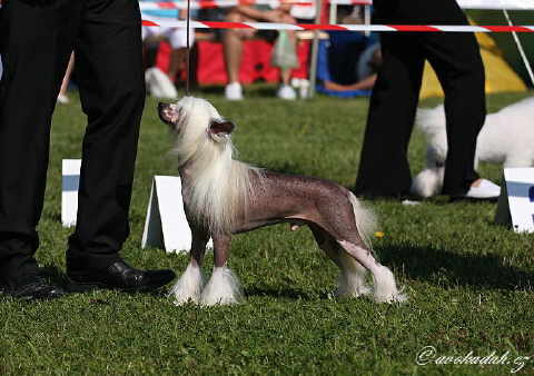 CACIB Bratislava/SR Aug. 22, 2010 - Res. Class Winner