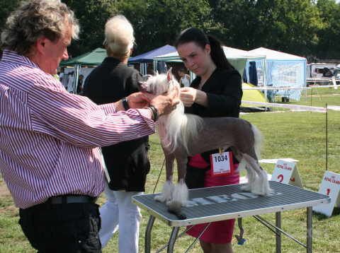 CACIB Debrecen/HU Aug. 27, 2011