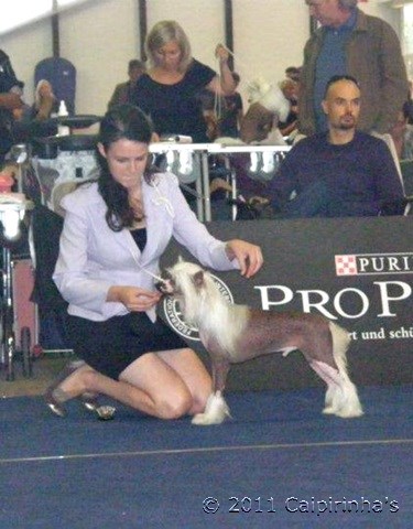 CACIB Tulln/AT Sep 25, 2011 - Winners, BOB, Bundessieger 2011, Crufts Qualification