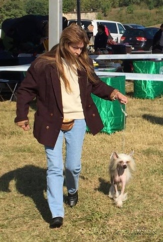 CACIB Komarom/HU Oct. 7, 2016 - Class Winner, Best Veteran