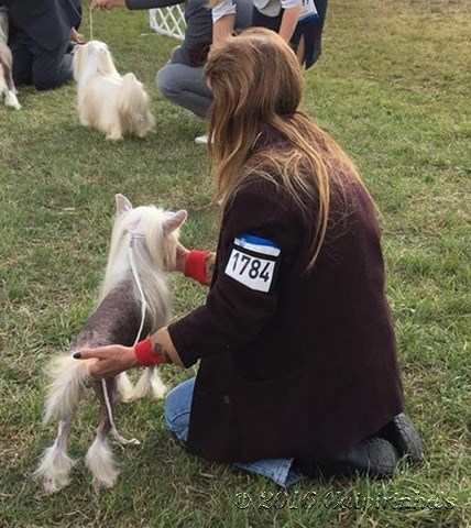 CACIB Komarom/HU Oct. 9 ,2016 - Class Winner, Best Veteran