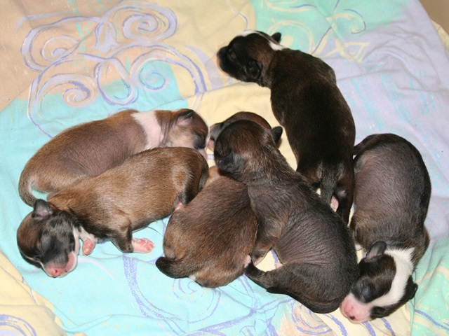 L Litter