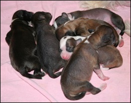 Chinese Crested puppies