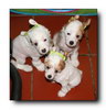 Caipirinha's P litter