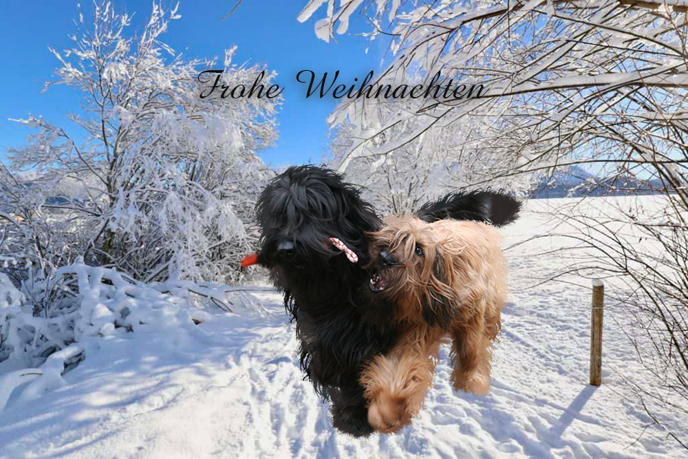 Weihnachtsgrüsse Briard Weihnachtsgrüsse Briard