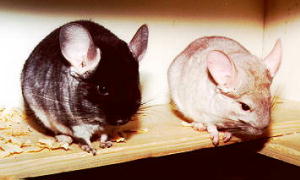 Chin & Chilla