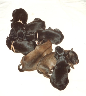 A litter