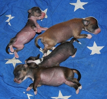 N litter born 26 May 2011