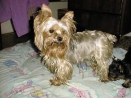 Gizmo-Mom07