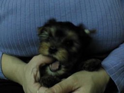 Gizmo001
