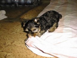 Gizmo003