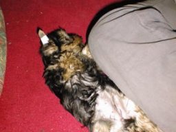Gizmo012