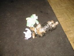 Gizmo031