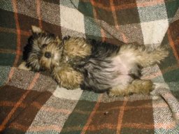 Gizmo041