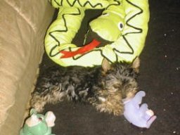 Gizmo047