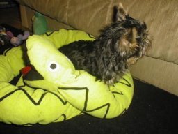Gizmo052