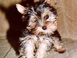 Gizmo054