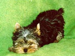 Gizmo065