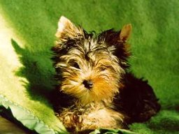Gizmo067