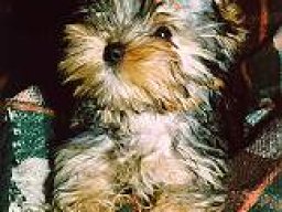 Gizmo076