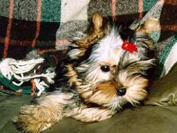 Gizmo078
