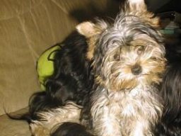 Gizmo083