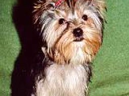 Gizmo100