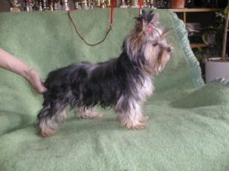 Gizmo104
