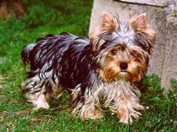 Gizmo106