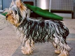 Gizmo108