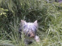 Gizmo117