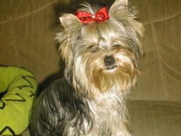 Gizmo120