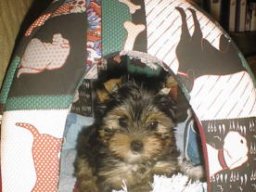 Gizmo15