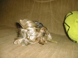 Gizmo161