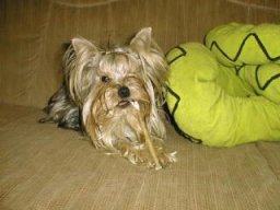 Gizmo163