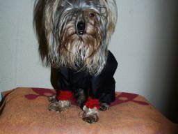 Gizmo171