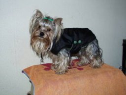 Gizmo173