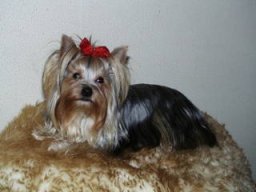Gizmo176