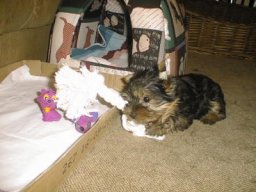 Gizmo19