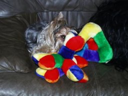 Gizmo195