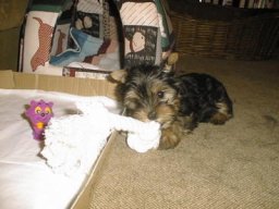 Gizmo20