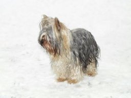 Gizmo216