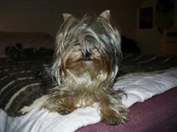 Gizmo222