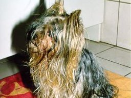 Gizmo234