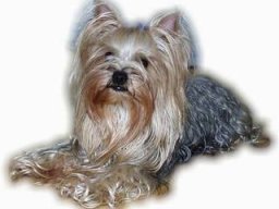 gizmo278