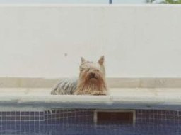 gizmo279