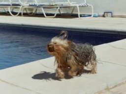 gizmo282