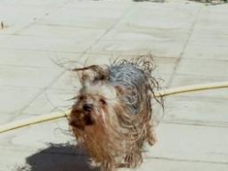 gizmo283