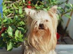 gizmo288