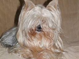 gizmo294